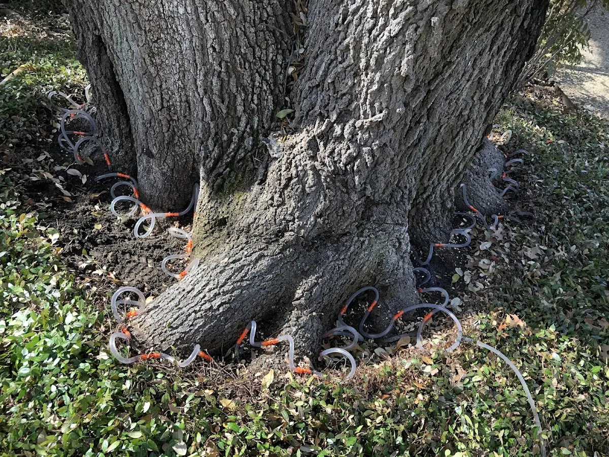 Detailed Tree Cabling and Bracing job site in Strattanville