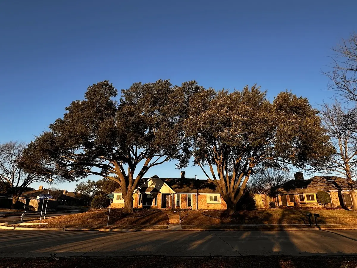 Established residential canopy tree shading a home in Strattanville